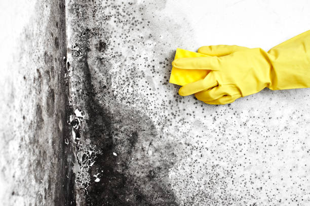 Best Emergency Mold Remediation  in Plymouth, PA